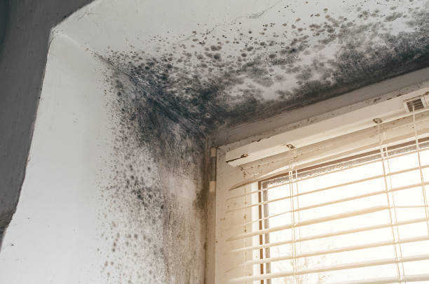 Affordable Mold Cleanup solutions in Florence, CO